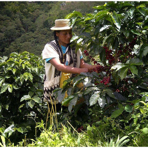 Columbian Urbine Cauca - Coffee