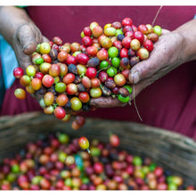 Load image into Gallery viewer, Columbian Urbine Cauca - Coffee Green Beans